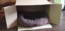 Cat bed in a box