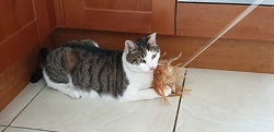 Cat Playing With Fishing Rod Toy