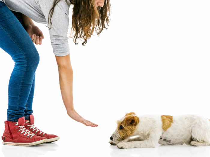 Puppy Training Leading the Way Pet Care