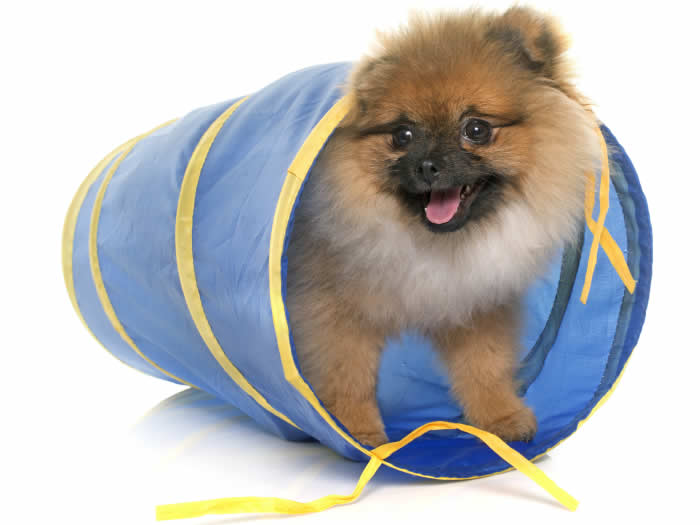 Puppy Training Leading the Way Pet Care